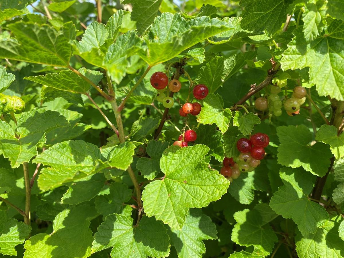 allotment